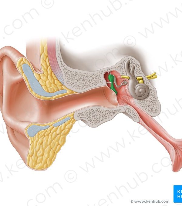 آشنایی با ساختار گوش انسان
